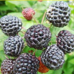 rubus occidentalis black jewel